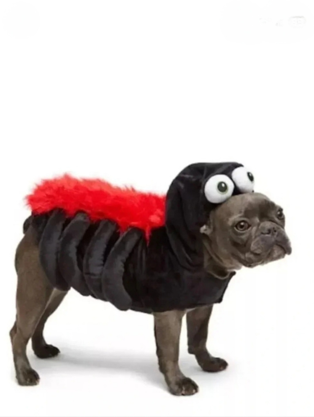 Martha Stewart Pets Size L Black & Red Spider Costume